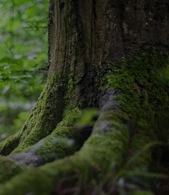 PROFESSIONAL CUSTOMIZATION